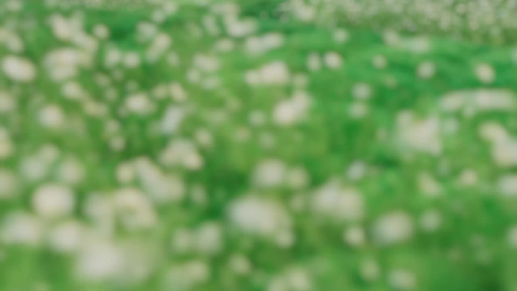 Parasol Pure White Diapers Video